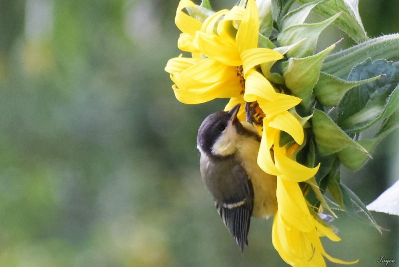 Photo Oiseaux