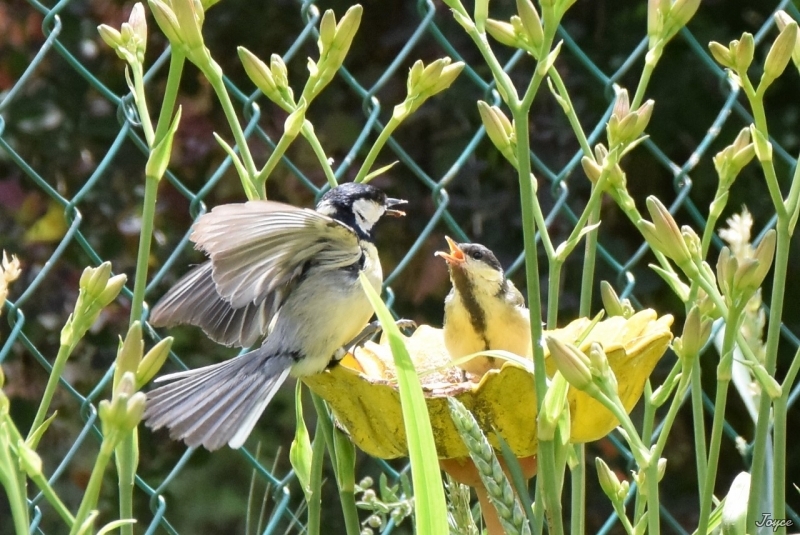 Photo Oiseaux Mésange charbonnière