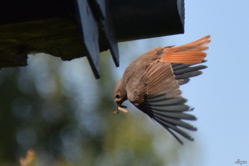 Photo Oiseaux