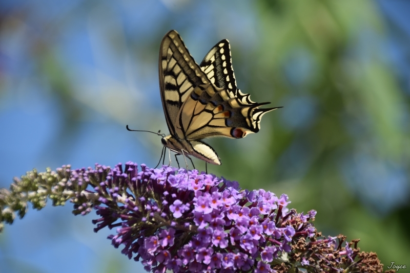 Photo Insectes Machaon (Papilio machaon)