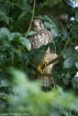 Oiseaux