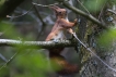 Photo nature