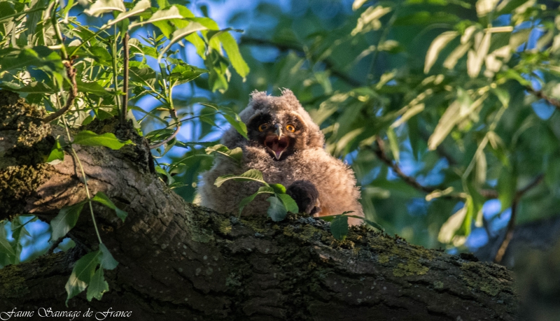 Photo Oiseaux