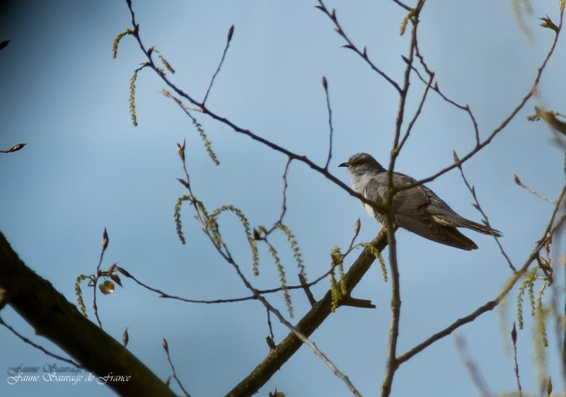 Photo Oiseaux