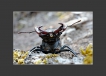 Insectes Lucane Cerf Volant Mâle (Lucanus cervus)