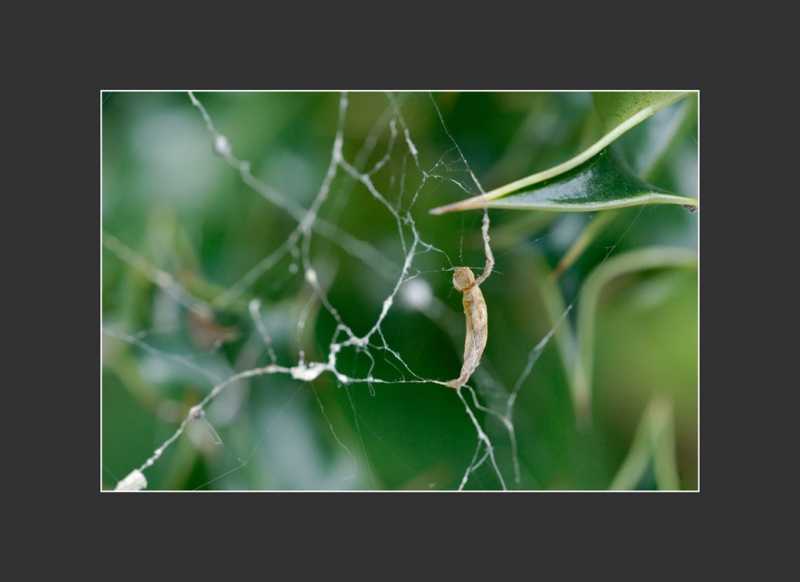 Photo Insectes