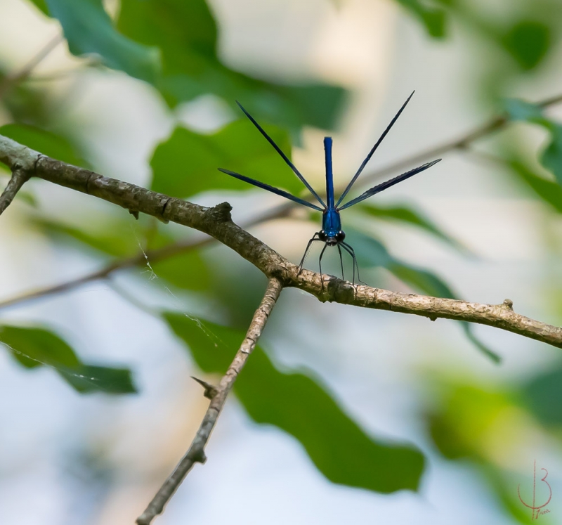 Photo Insectes