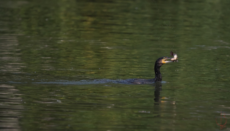 Photo Oiseaux cormoran