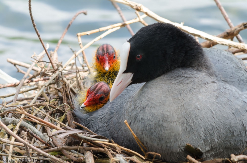 Photo Oiseaux Foulques macroules au nid