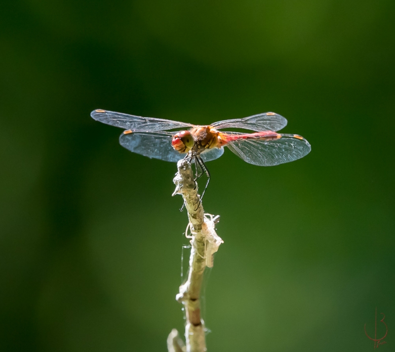 Photo Insectes