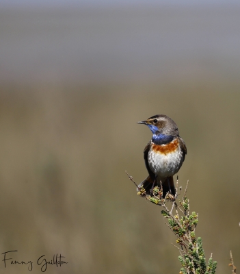 Oiseaux Gorgebleue à miroir (Luscinia svecica)