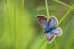 Insectes Azuré bleu céleste (Lysandra bellargus)