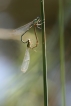 Insectes agrion à larges pattes (Platycnemis pennipes)