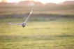 Oiseaux Hibou des marais (Asio fammeus)