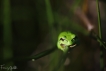 Amphibiens Rainette verte (Hyla arborea)