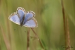 Insectes Azuré bleu céleste (Lysandra bellargus)