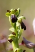 Flore Ophrys funèbre (Ophrys funerea)