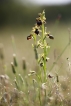 Flore Ophrys de la passion (Ophrys passionis)
