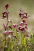 Flore Hybrides Anacamptis morio x Serapias lingua