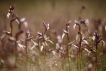 Flore Sérapias langue (Serapias lingua)