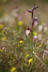 Flore Sérapias langue (Serapias lingua)