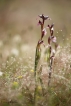 Flore Sérapias langue (Serapias lingua)