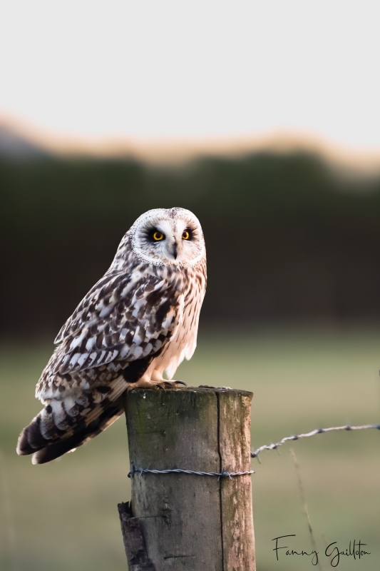 Photo Oiseaux Hibou des marais (Asio fammeus)