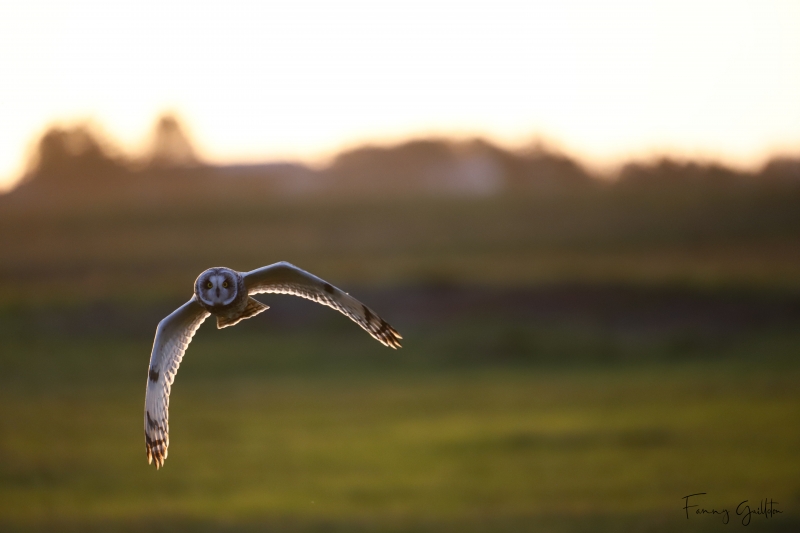 Photo Oiseaux Hibou des marais (Asio fammeus)
