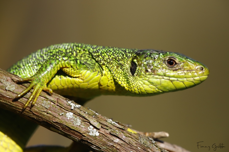 Photo Reptiles Lézard vert (Lacerta bilineata)