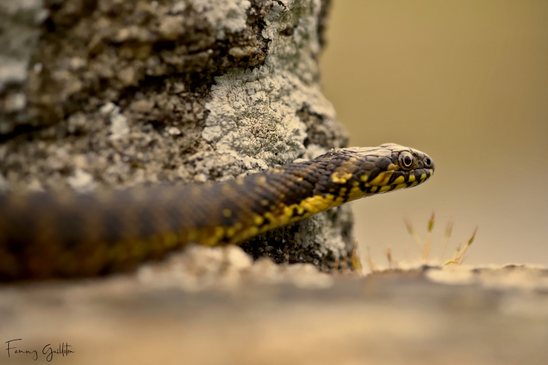 Photo Reptiles  Couleuvre vipérine (Natrix maura)