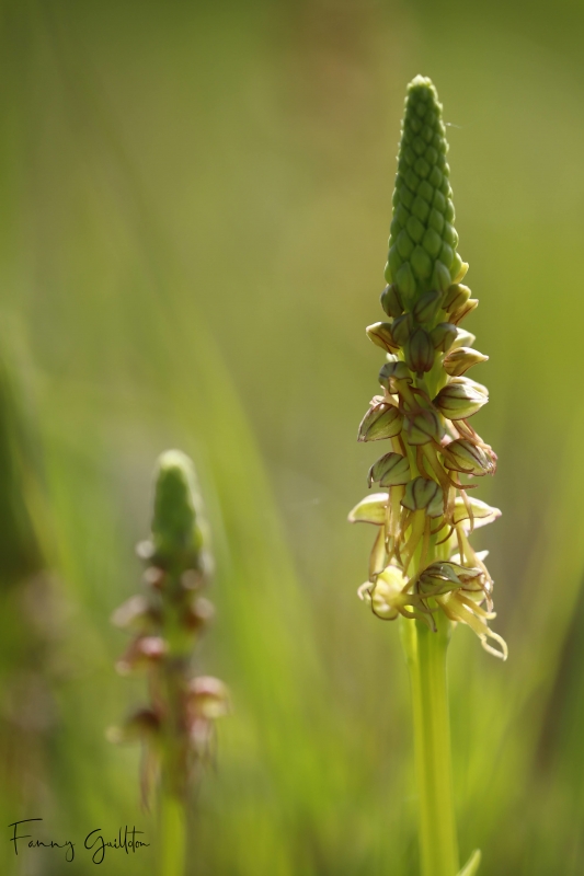 Photo Flore Orchis homme pendu (Orchis anthropophora)