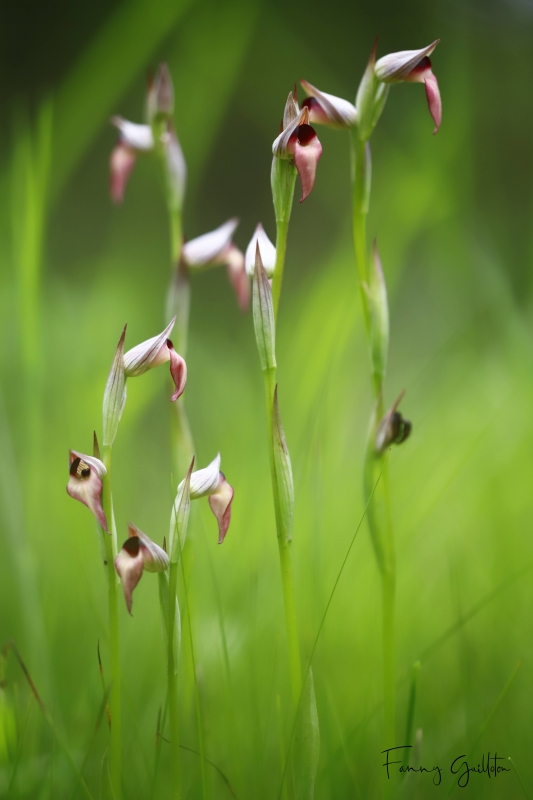 Photo Flore Sérapias langue (Serapias lingua) 