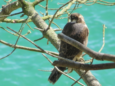 faucon pelerin oiseau