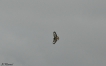 Oiseaux