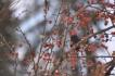 Oiseaux Merle noir (Turdus merula)
