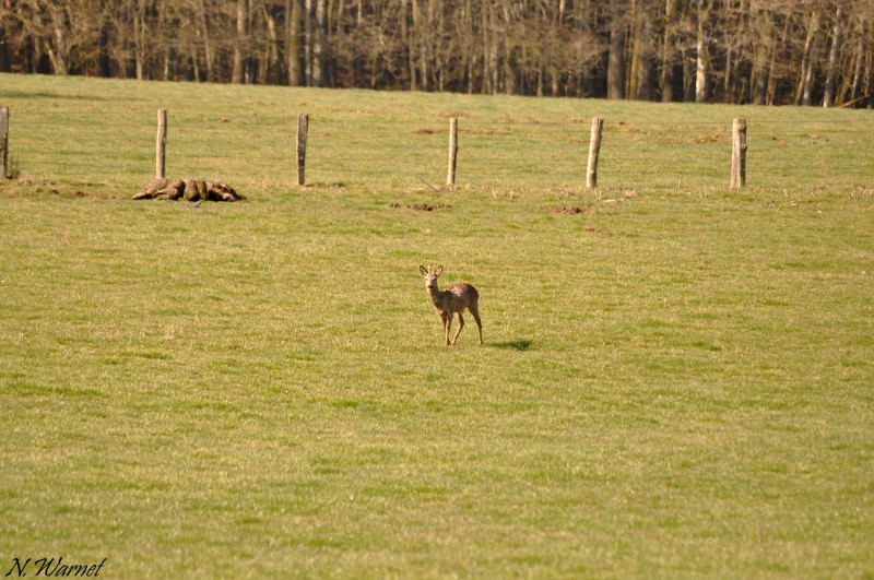 Photo Mammifères