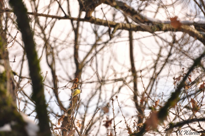 Photo Oiseaux Mésange bleue