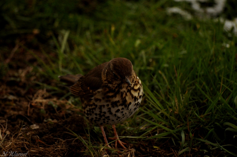 Photo Oiseaux