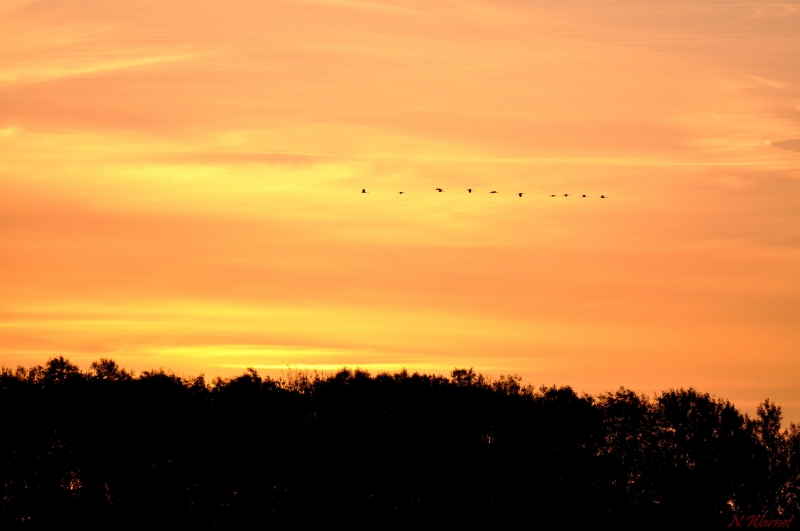 Photo Oiseaux