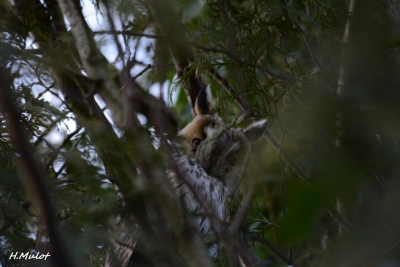 Oiseaux Hibou moyen-duc (Asio otus)