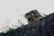  hibou grand-duc
