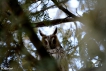 Oiseaux Hibou moyen-duc (Asio otus)