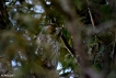 Oiseaux Hibou moyen-duc (Asio otus)