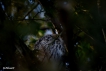 Oiseaux Hibou moyen-duc (Asio otus)