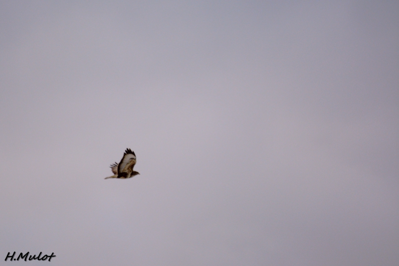 Buse.jpg Buse variable (Buteo Buteo)