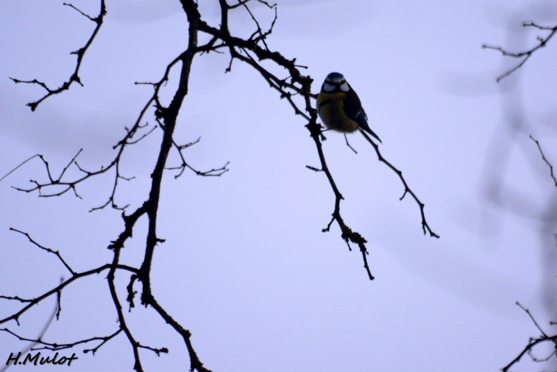 CSC_0218.JPG Mésange bleue (Cyanistes caeruleus)