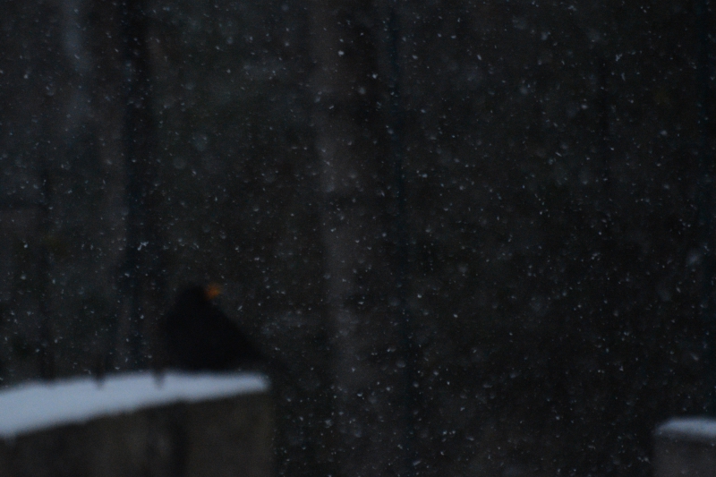 CSC_0293.JPG Merle noir (Turdus merula)