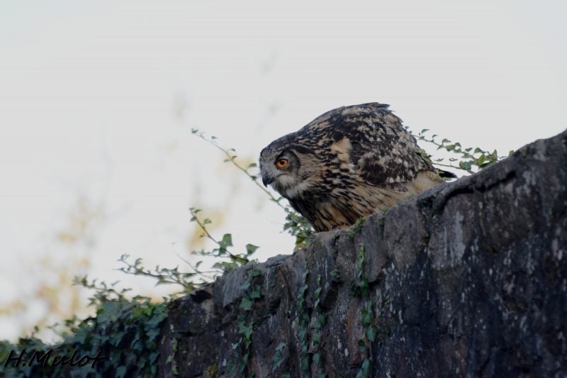 DSC_1048.jpg hibou grand-duc