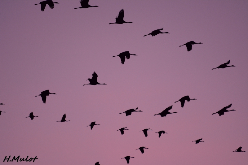 DSC_1153.jpg Grue cendrée (Megalornis grus)