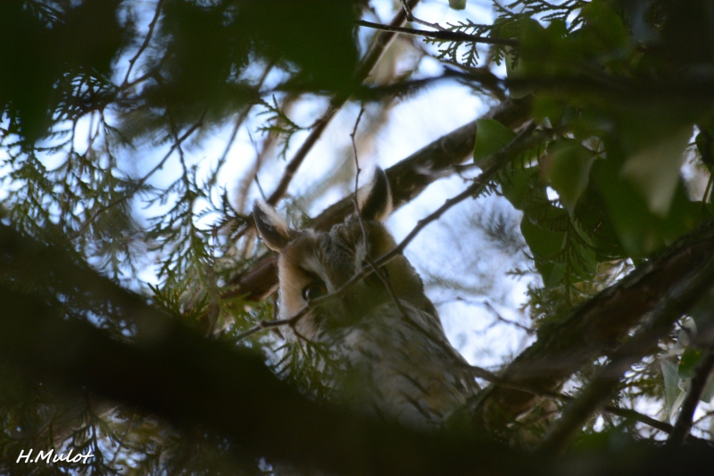 Photo Oiseaux Hibou moyen-duc (Asio otus)